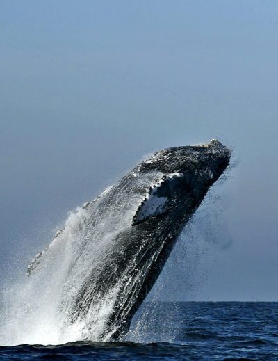 Humpback whales