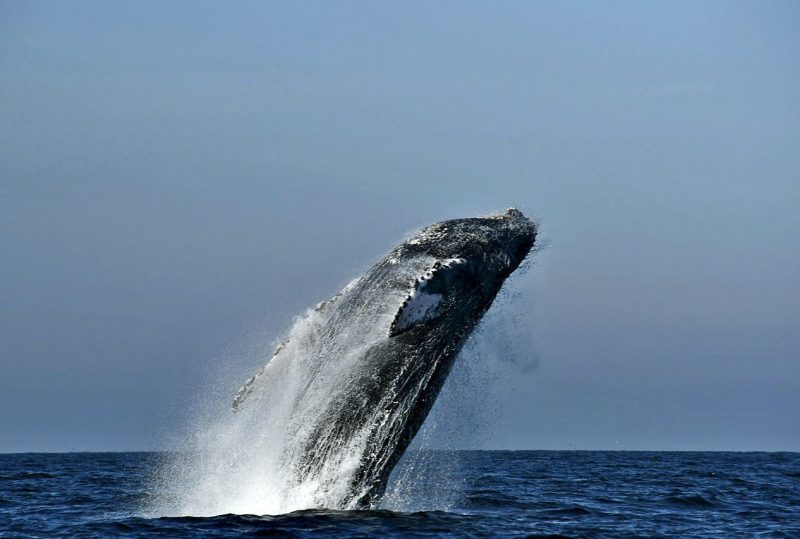 Humpback whales