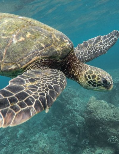 animales en su habitat