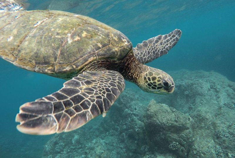 animales en su habitat