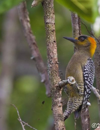birding in riviera nayarit