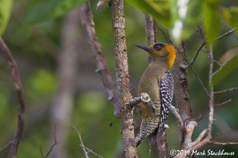 San Blas, un escenario ideal para el avistamiento de aves