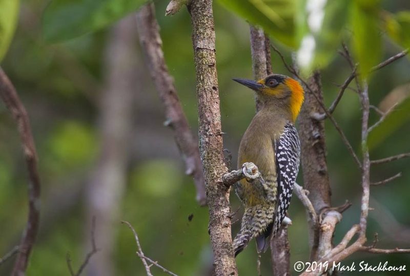 birding in riviera nayarit