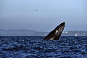 Read more about the article Avistamiento de ballenas: un viaje que te dejará sin aliento