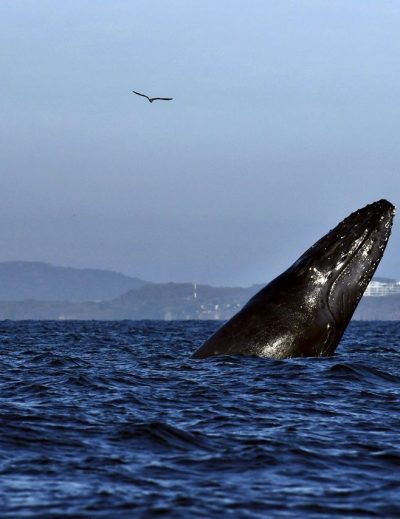 what to do in puerto vallarta