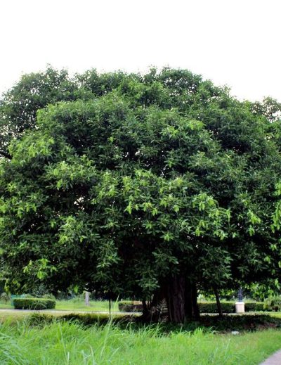 vegetación de Bahía de Banderas