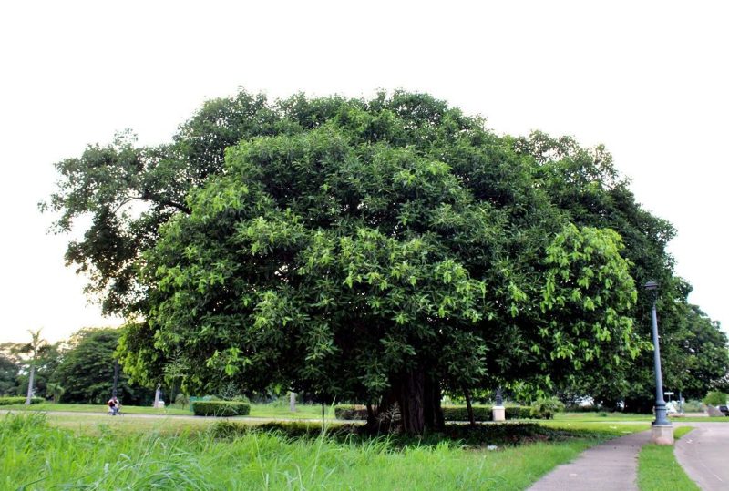 vegetación de Bahía de Banderas