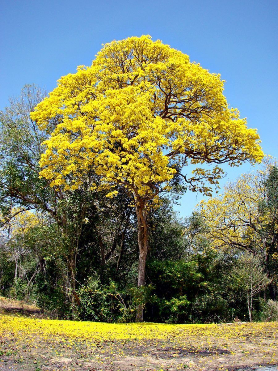 vegetación de Bahía de Banderas, árbol primavera