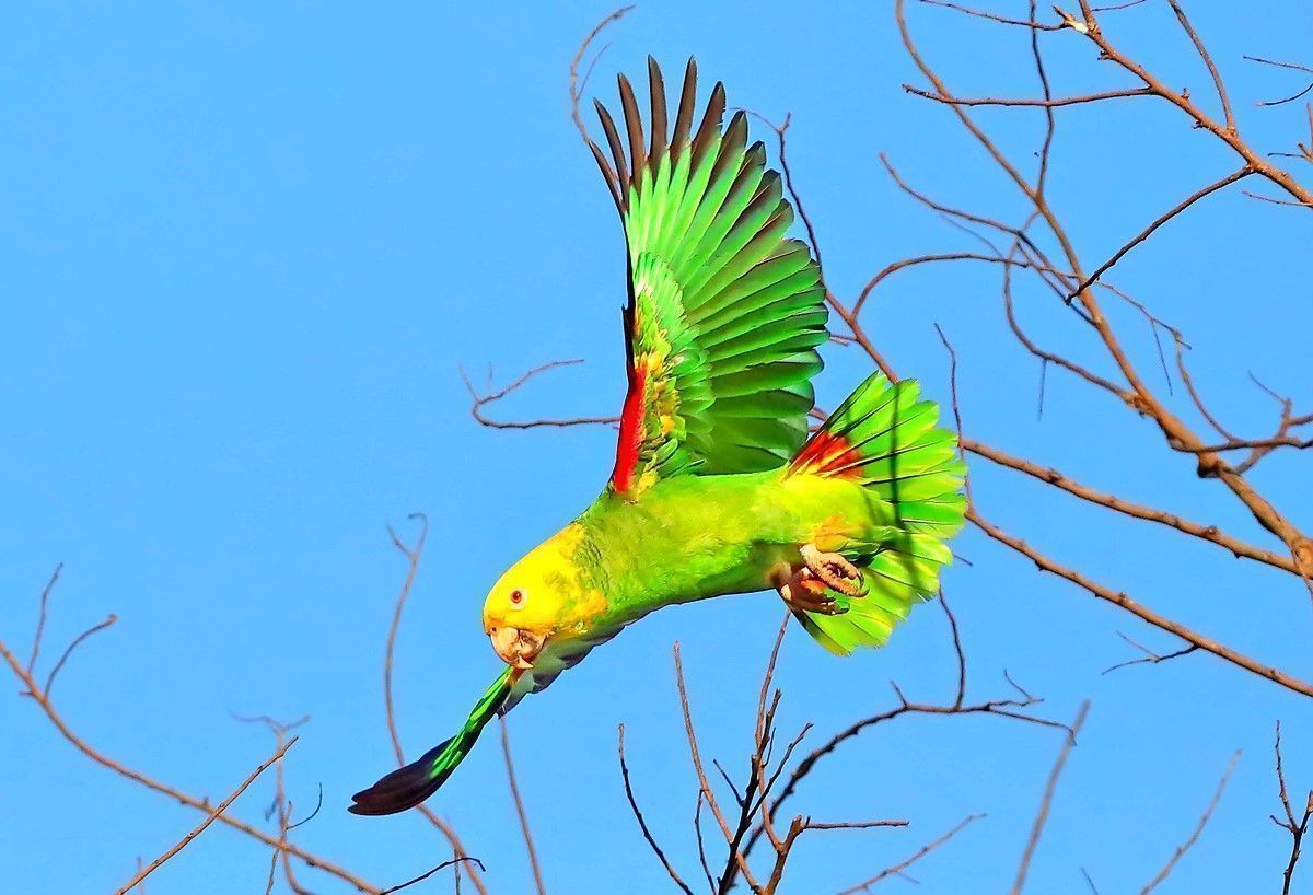 Yellow-headed parrot