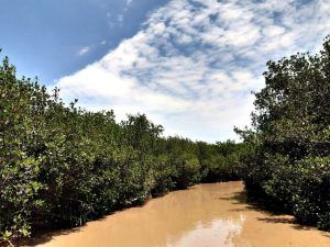Estero El Salado, la biodiversidad de Puerto Vallarta
