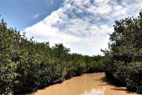 Estero El Salado, la biodiversidad de Puerto Vallarta
