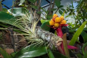Lee más sobre el artículo El Jardín Botánico de Puerto Vallarta te quiere enamorar