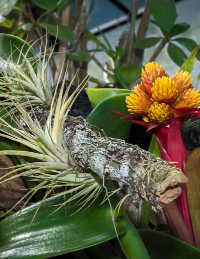 Jardín Botánico de Puerto Vallarta