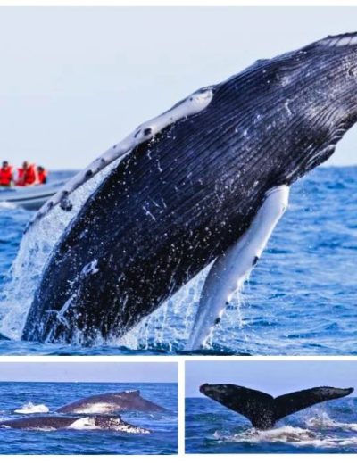 temporada de ballenas en Riviera Nayarit
