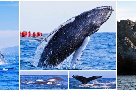¡Hasta la vista, babys! Termina temporada de ballenas en Riviera Nayarit