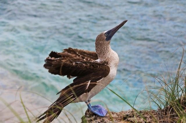 El carismático “pájaro bobo”, un icono de la Riviera Nayarit