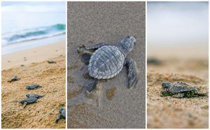Protección y conservación de la tortuga marina, un compromiso de Riviera Nayarit