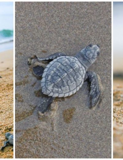 tortuga marina
