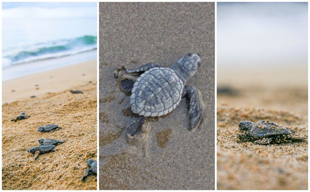 Protección y conservación de la tortuga marina, un compromiso de Riviera Nayarit