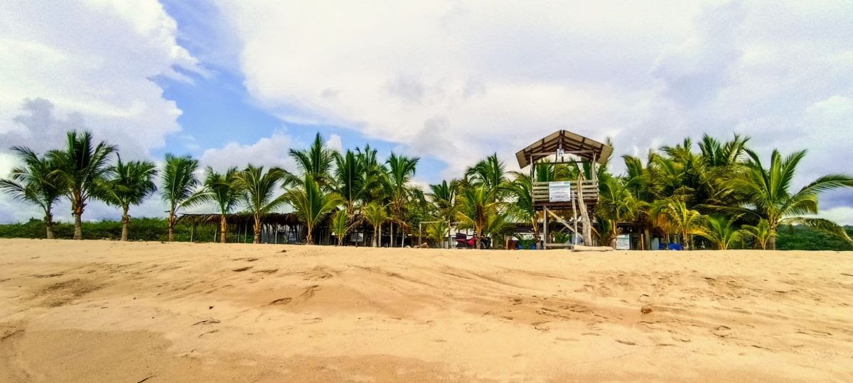 Read more about the article Escápate a Riviera Nayarit y libera tortugas en el campamento El Naranjo