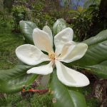 La Bahía 2 Magnolia vallartensis: Un tesoro evolutivo en el corazón de nuestra Bahía